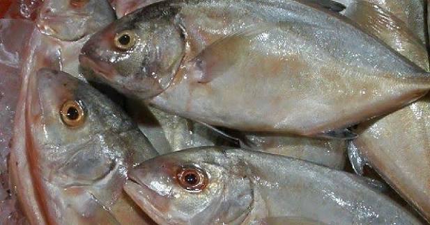 Ikan Kuwe
